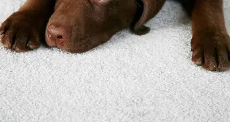Do you have pets? Here is why you should consider carpet flooring